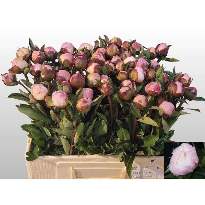 <h4>PAEO L GARDENIA</h4>