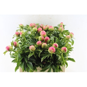Paeonia L Coral Sunset