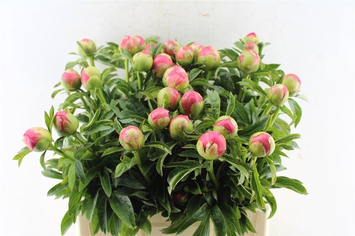 <h4>Paeonia L Coral Sunset</h4>