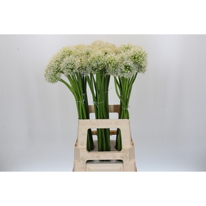Allium Mount Everest