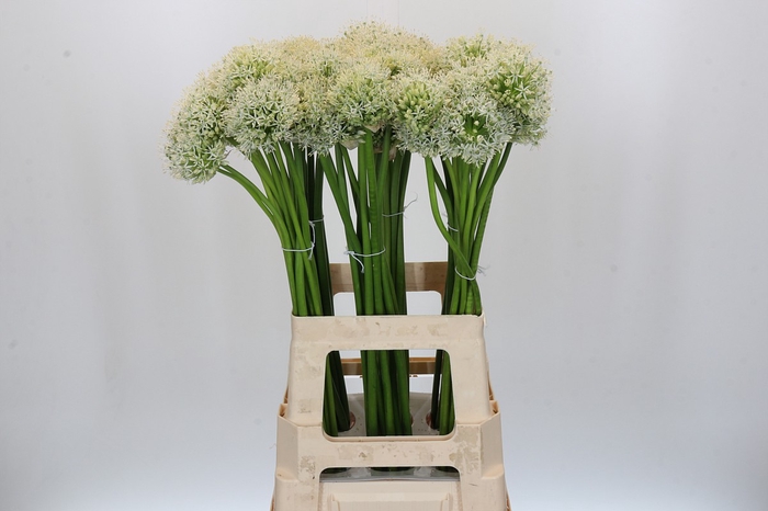 <h4>Allium Mount Everest</h4>