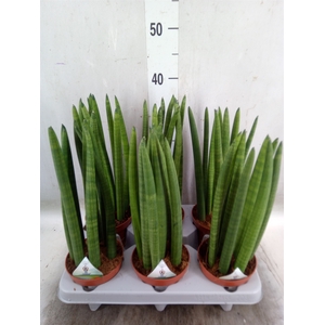 Sansevieria cyl.  ...