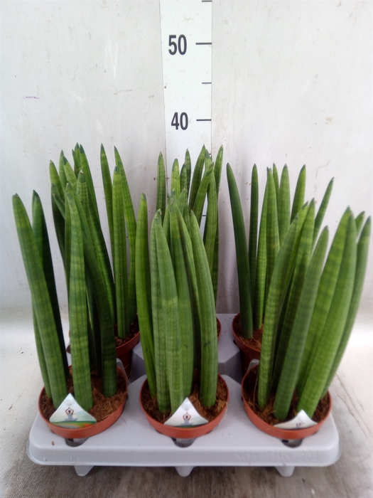 <h4>Sansevieria cyl.  ...</h4>