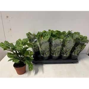 Marantha leuconeura Fiesta 12Ø 35cm