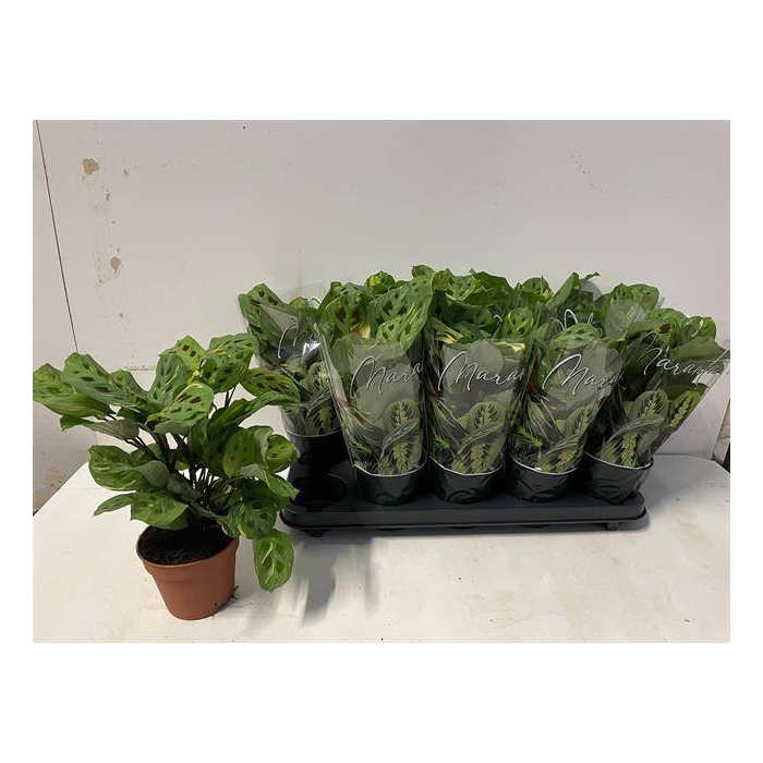 <h4>Marantha leuconeura Fiesta 12Ø 35cm</h4>