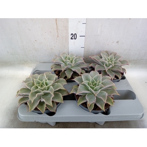 Echeveria   ...