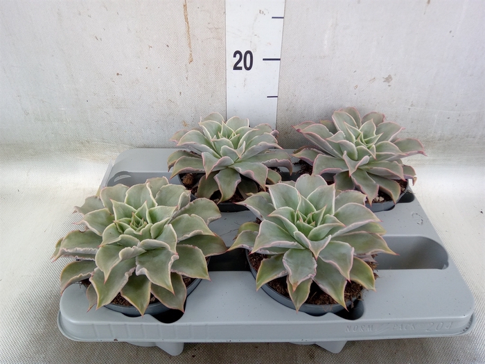 <h4>Echeveria   ...</h4>