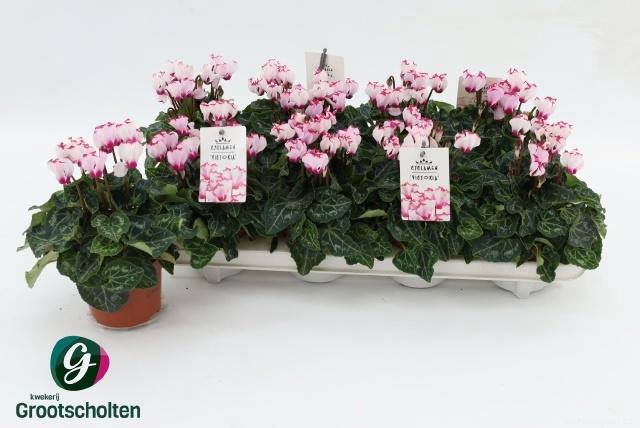 <h4>CYCL KL METIS VI OUT</h4>