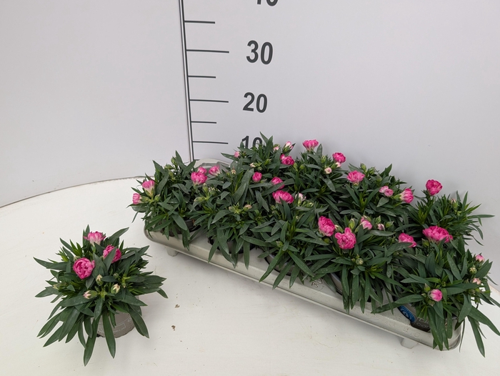 <h4>DIAN SPR DARK PINK</h4>