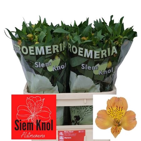 <h4>Alstroemeria Aurora</h4>