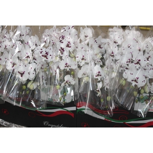 PHALAENOPSIS CASCATA P15 BICOLOR 2 HT