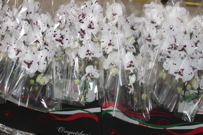 <h4>PHALAENOPSIS CASCATA P15 BICOLOR 2 HT</h4>