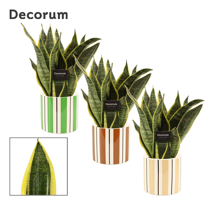 <h4>Sansevieria Superba 12 cm in Beau (Natural bubble-collection)</h4>