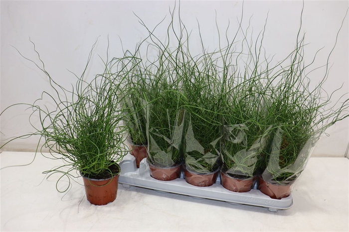 <h4>Juncus Ef Spiralis</h4>