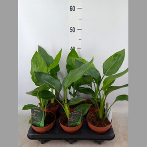 Strelitzia reg.   ...no flowers