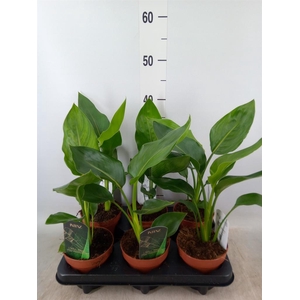 Strelitzia reg.   ...no flowers