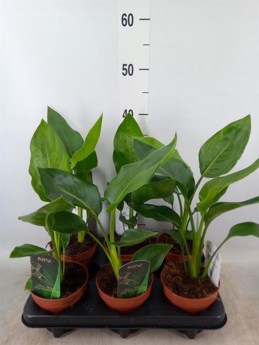 <h4>Strelitzia reg.   ...no flowers</h4>