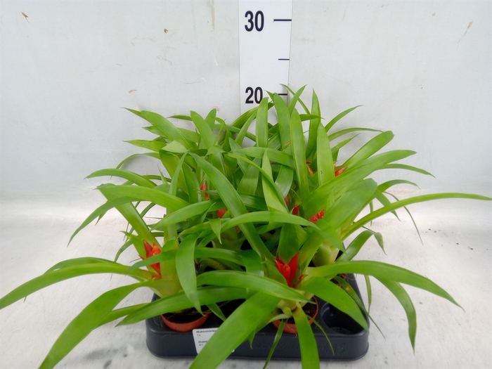 <h4>Guzmania  'Tempo'</h4>