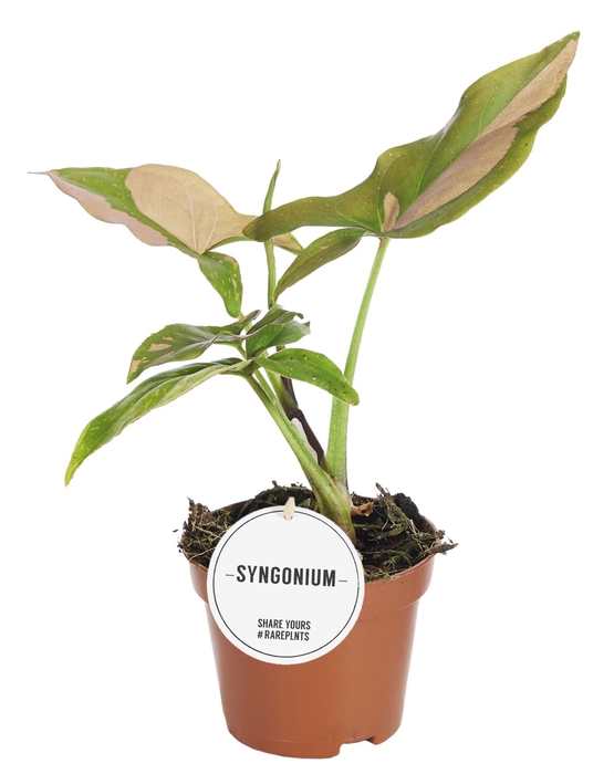 Syngonium