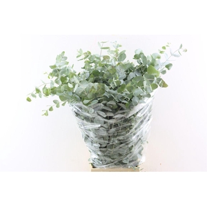 Euca Cinerea 200gr P Bunch