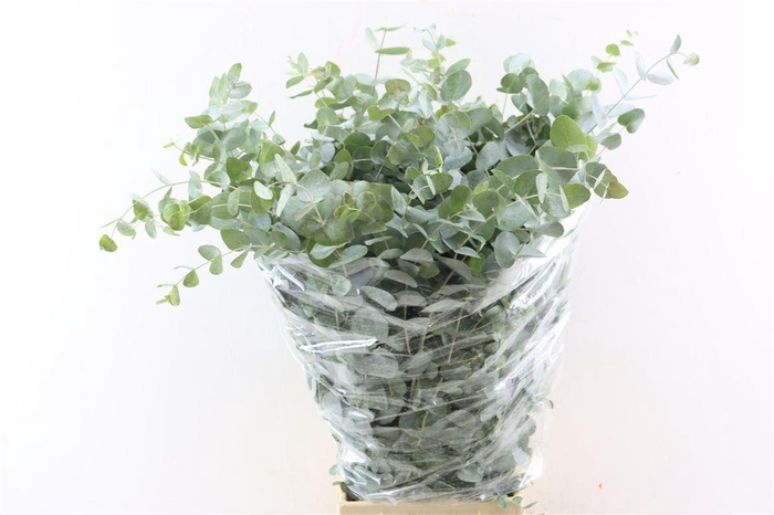 <h4>Euca Cinerea 200gr P Bunch</h4>