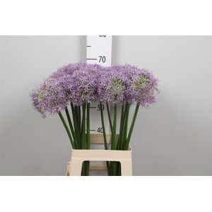 Allium Globemaster