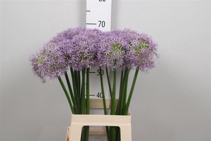 <h4>Allium Globemaster</h4>