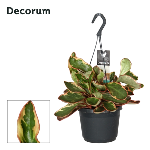 <h4>Peperomia clus. ' Jellie'</h4>