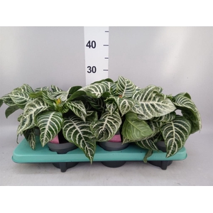 Aphelandra squar.