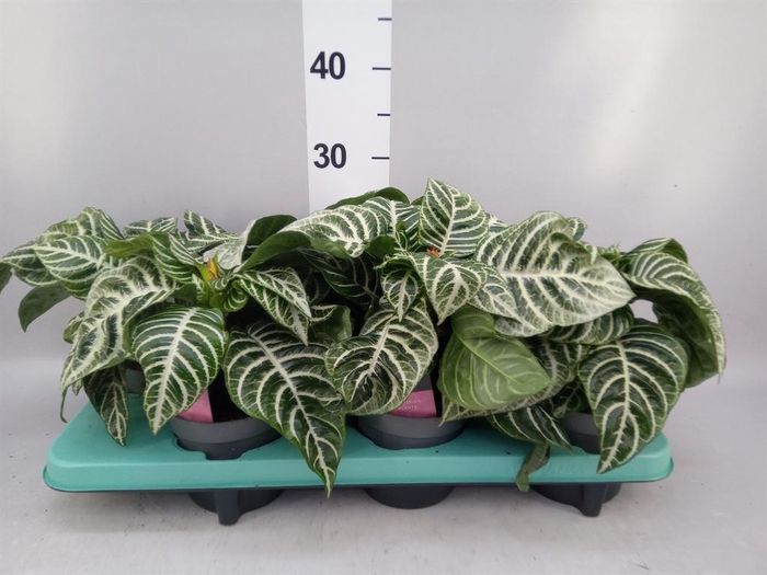 <h4>Aphelandra squar.</h4>