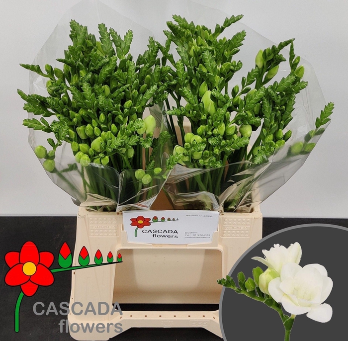 <h4>Freesia du Vivre</h4>