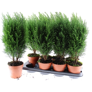 Chamaecyparis law. 'Ellwoodii