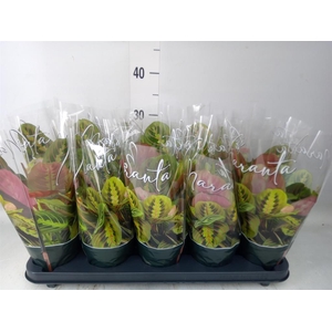 Maranta leuc. 'Fascinator'