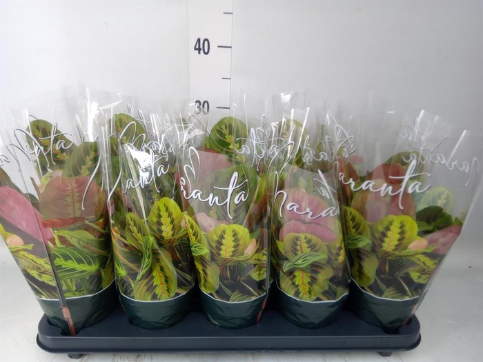 <h4>Maranta leuc. 'Fascinator'</h4>