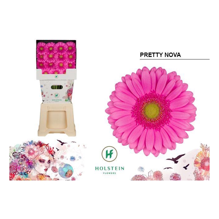 <h4>Ge Gr Pretty Nova</h4>