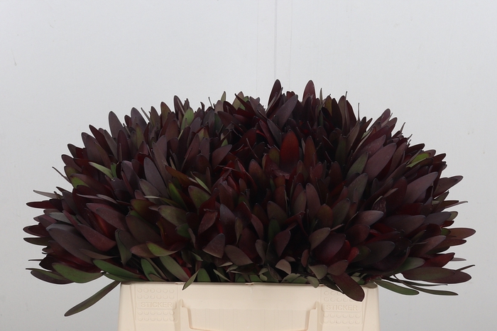 <h4>Leucadendron Safari Sunset</h4>