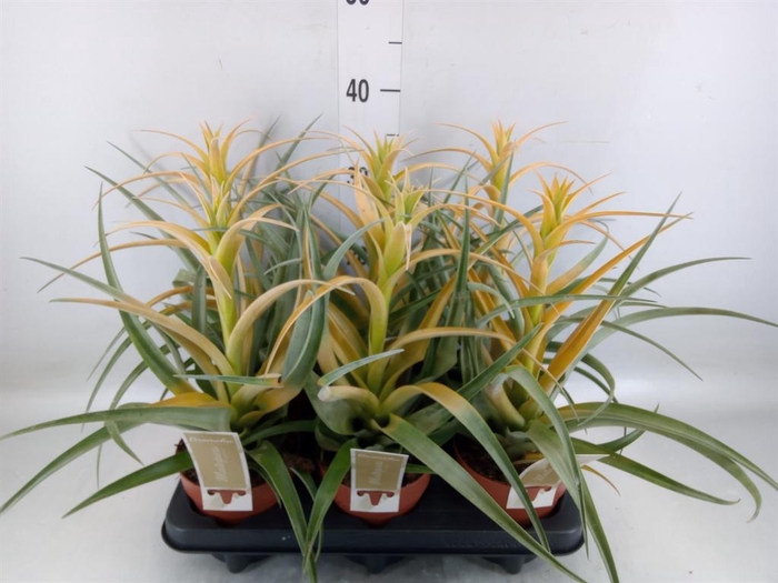 <h4>Tillandsia</h4>