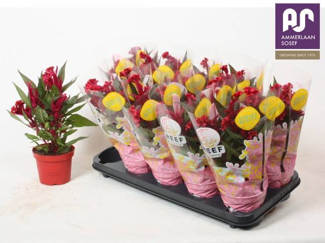 <h4>CEL CR HOT TOP PURPL</h4>