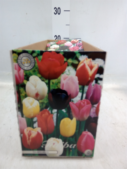 <h4>Tulipa   ...flowerbulbs</h4>