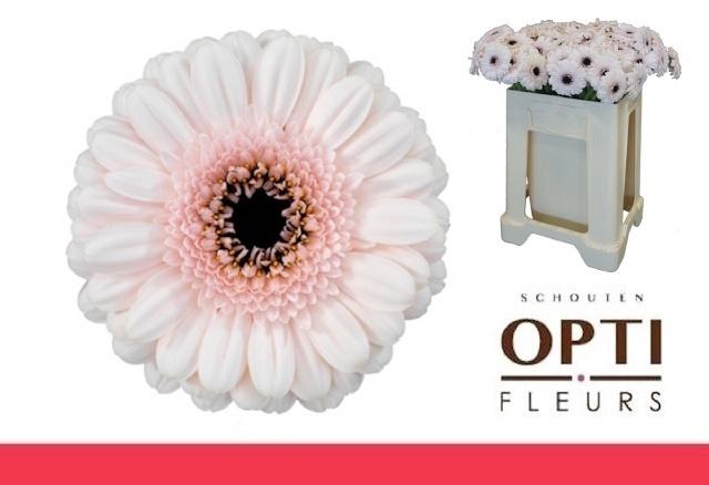 <h4>Ge Mi Kokomo</h4>