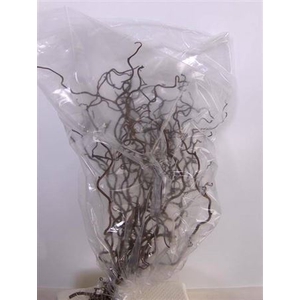 CORYL AV CONTORTA 2 JR