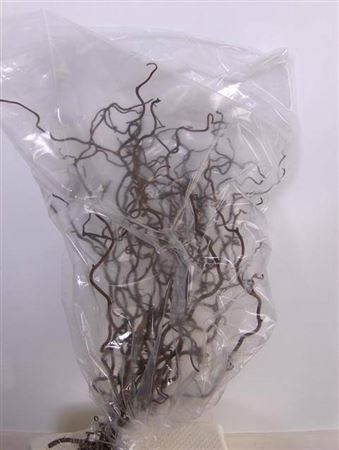 <h4>CORYL AV CONTORTA 2 JR</h4>