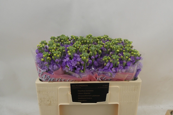 <h4>MATTH FIGARO LAVENDE</h4>