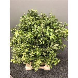 Pittosp Tenuifolium