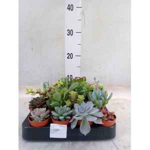Succulents   ...