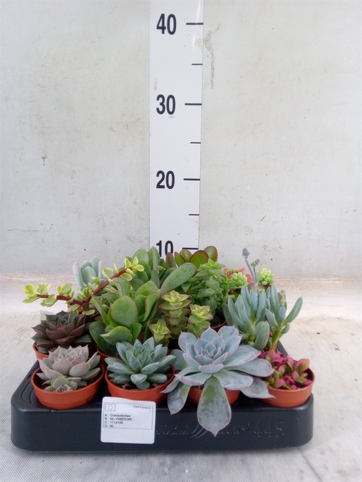 <h4>Succulents   ...</h4>