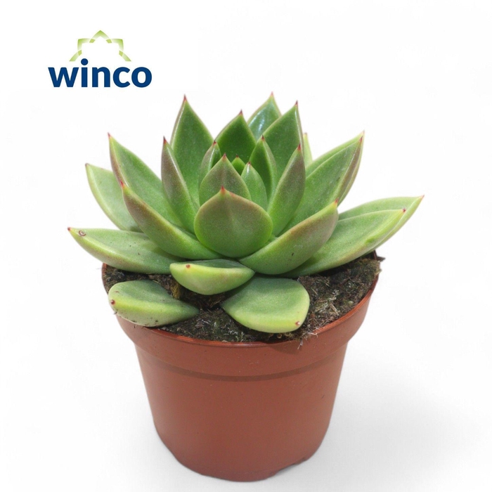 <h4>Echeveria Miranda</h4>