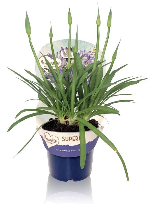 <h4>Agapanthus Amourette Superb Blue met potcover, 6+ tak</h4>