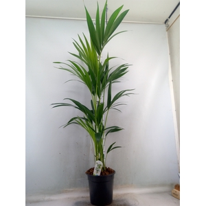 Howea forsteriana