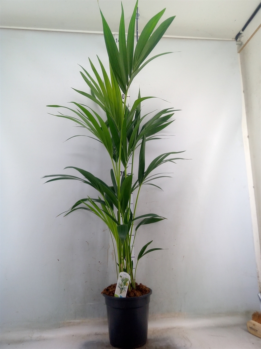 <h4>Howea forsteriana</h4>